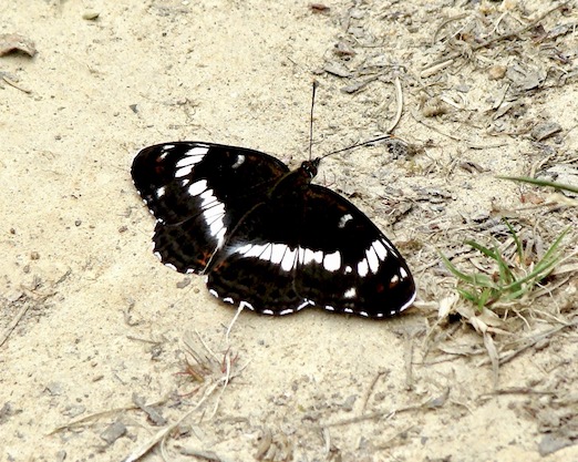 white admiral